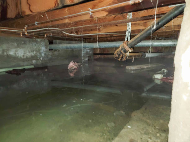 Best Water damage repair service  in Palmhurst, TX