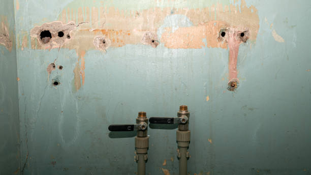 Best Professional water damage repair  in Palmhurst, TX